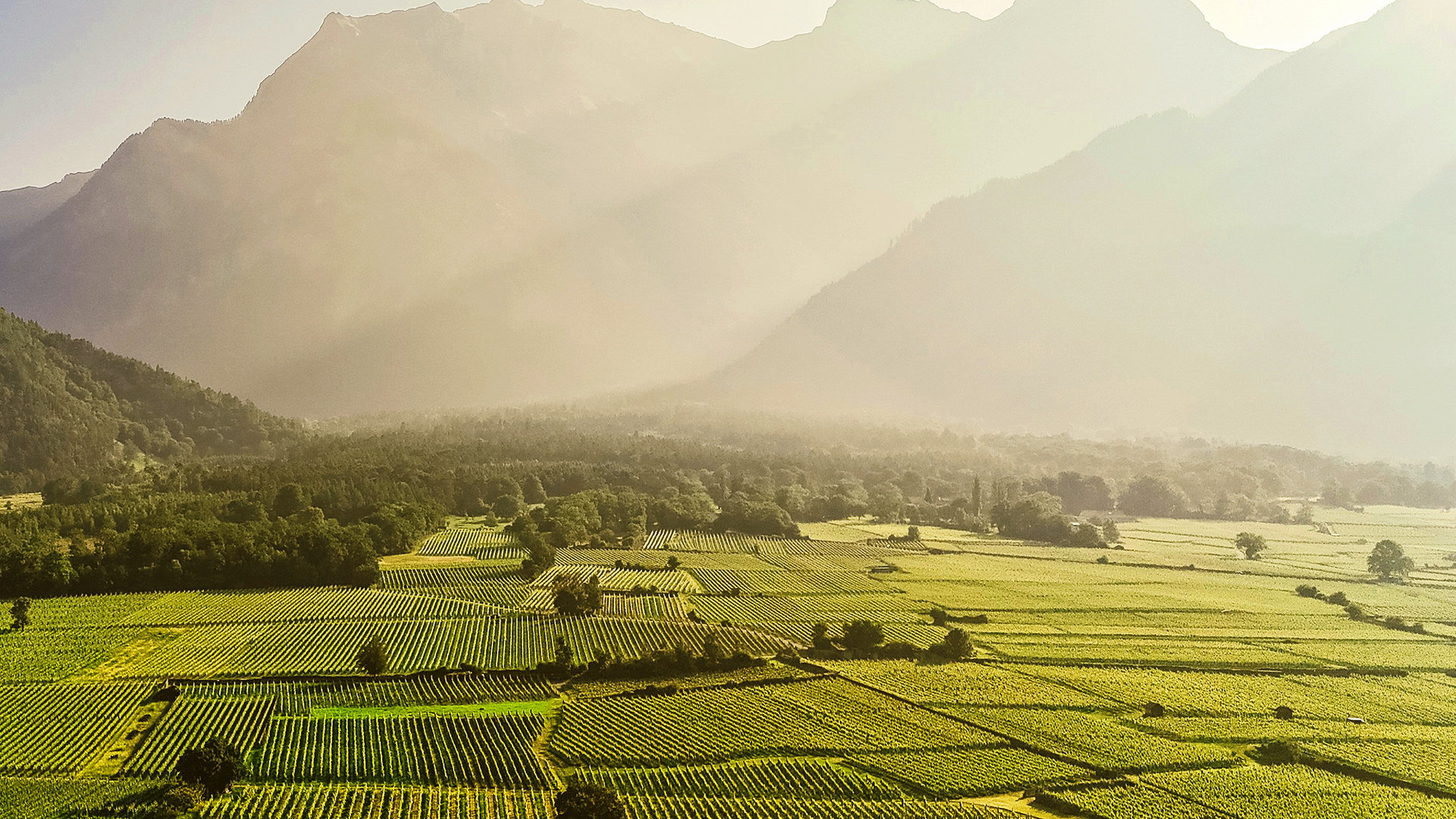 Bündner Herrschaft - vigneti nella valle con le montagne sullo sfondo